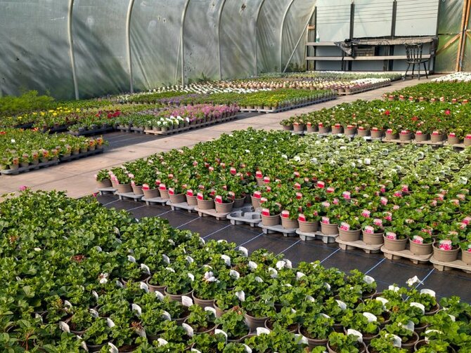 More April  Plant Offers and HIghlights