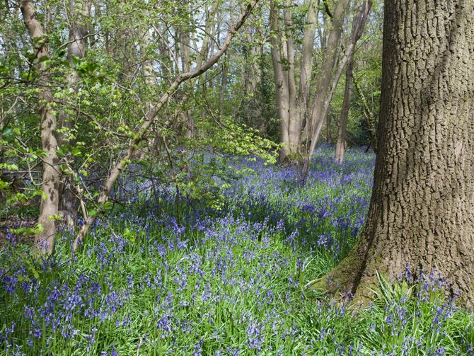 Naturalising Bulbs