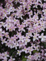 Plant of the week - Clematis Montana