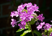 August's plant of the month is the Phlox