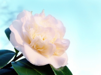February's plant of the month is the camellia