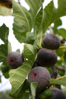 Prune fig trees