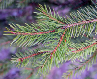 October's plants of the month are conifers