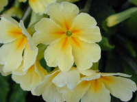 January's plant of the month is the primula
