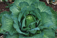 Sow spring cabbages