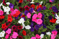 May's plant of the month is the petunia