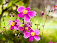 September's plant of the month is the Japanese anemone