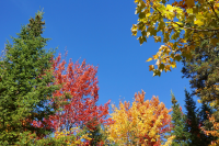 November's plants of the month are trees