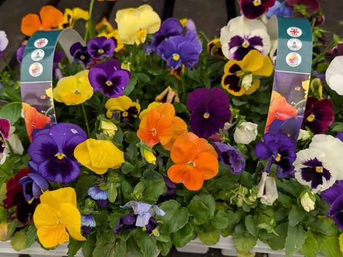 Pansies & Violas: Small Plants, Big Autumn Colour