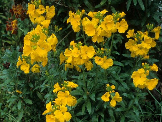 Perennial Wallflowers – Colour That Lasts