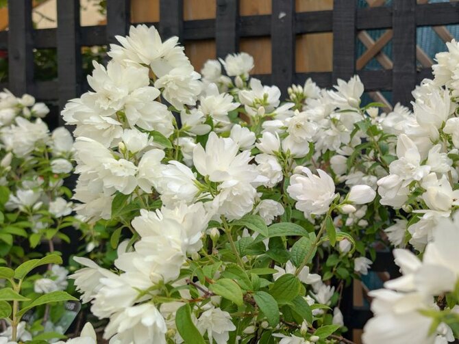 Philadelphus 'Snowbelle' – A Fragrant Summer Showstopper