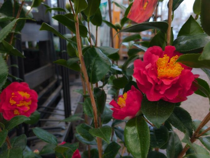 Plant Focus Camellias
