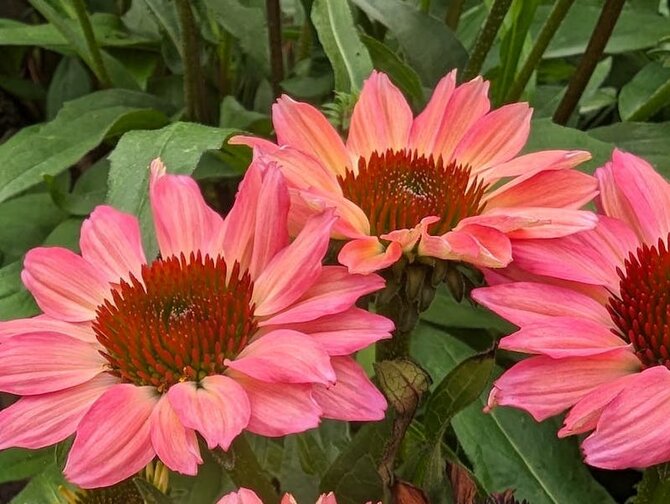 Spotlight On - Echinacea and Rudbeckia