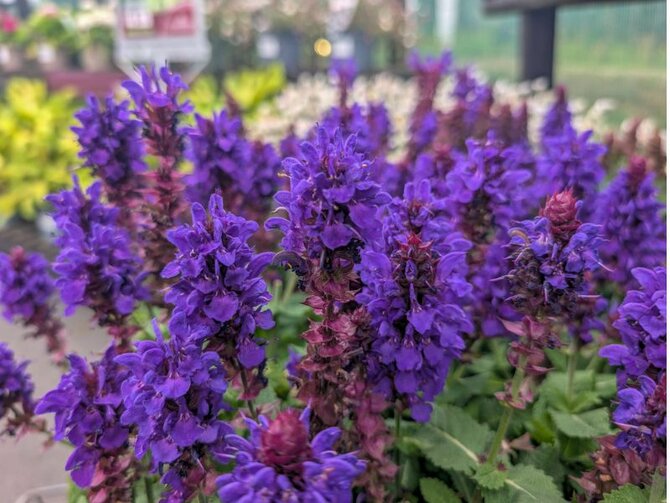 Plant Focus: Salvia 'Blue Marvel'