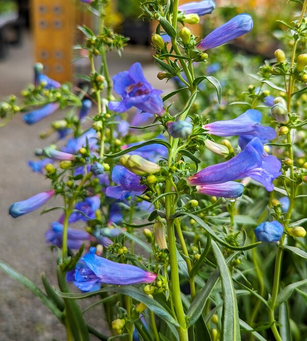 Plant Focus - The Penstemon Electric Blue