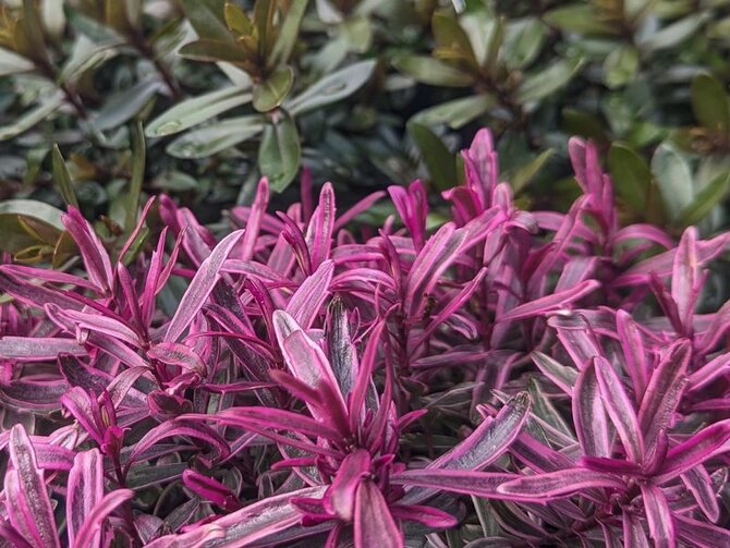 Plant Spotlight Hebes