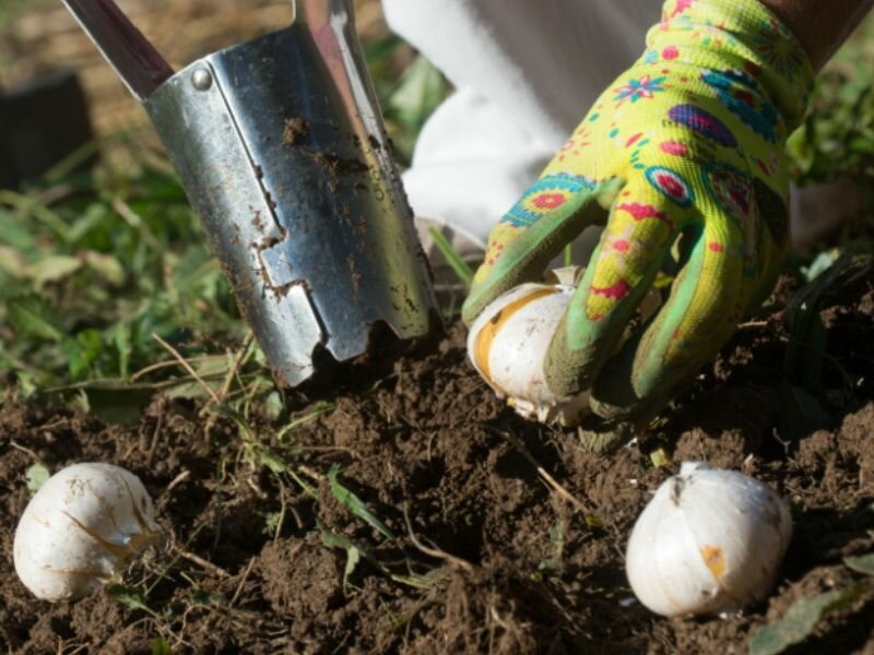 Radley Spring Bulb Planting Spring Bulbs - Radway Bridge Garden Centre