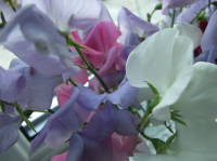 Sow sweet peas now for early flowers next year