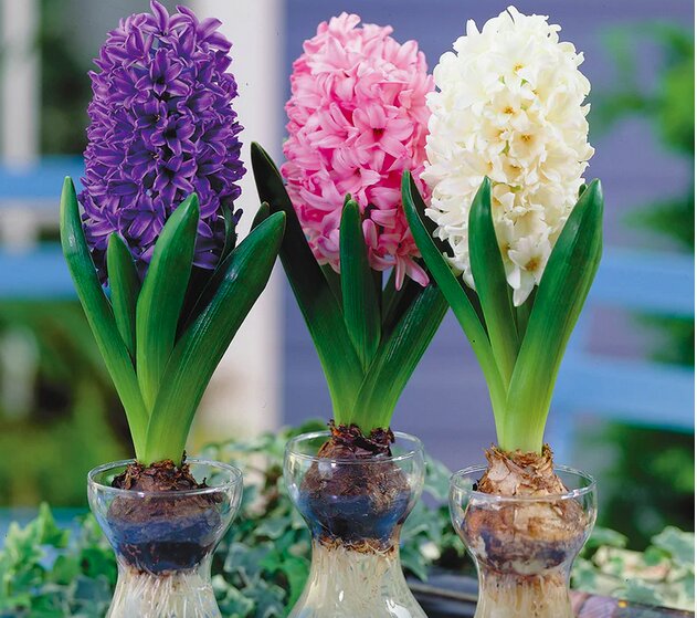 Spotlight On Indoor Hyacinths Radway Bridge Garden Centre
