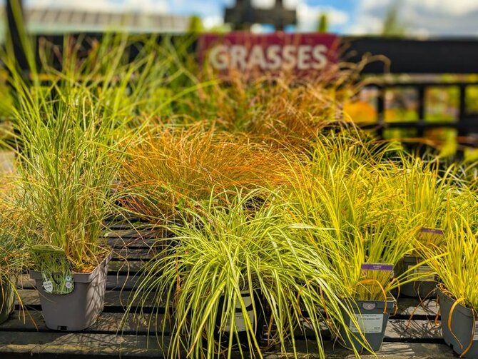 Spotlight on Ornamental Grasses