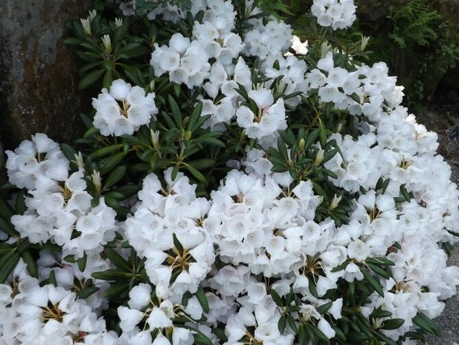 Spotlight on Rhododendrons