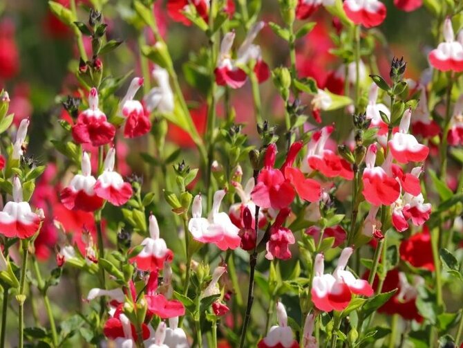 Spotlight on Salvia Hot Lips