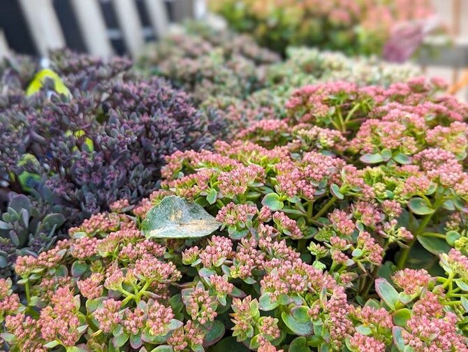 Plant Focus - Sedum