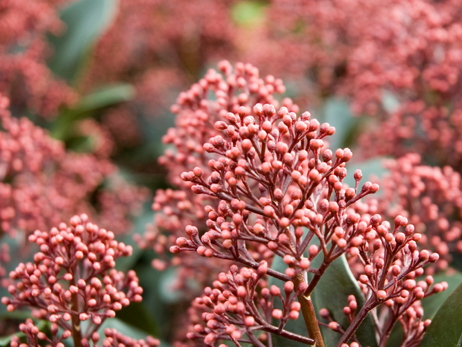 Spotlight on Skimmia