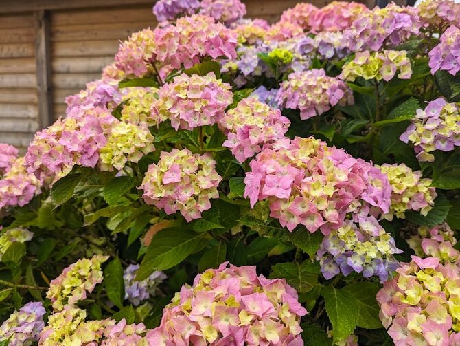 Spotlight On - The Prolific Hydrangea