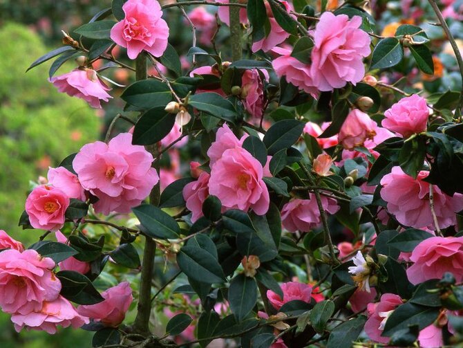 Spotlight on the Glorious Camellias