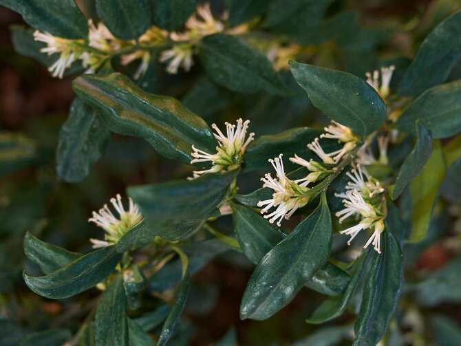 Spotlight on the Sarcococca