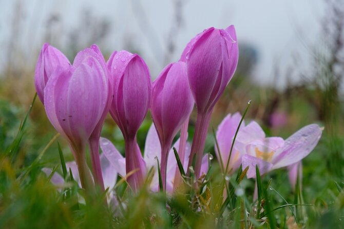 Eight  Spring Flowering Bulbs