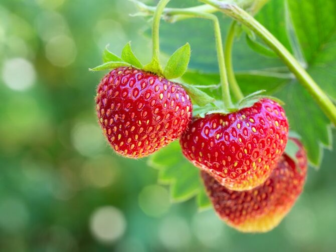 Strawberries: Sweet, Sun-Ripened Rewards for Every Garden