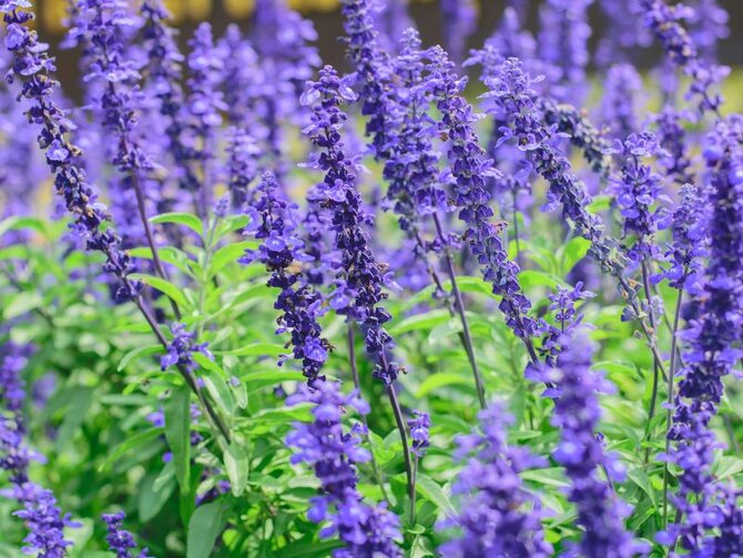 Summer Salvias