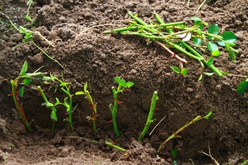 Taking winter cuttings