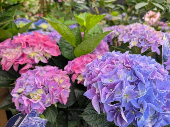 The Glorious Hydrangea Macrophylla