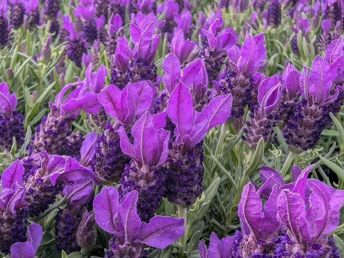 The Joys of French Lavender