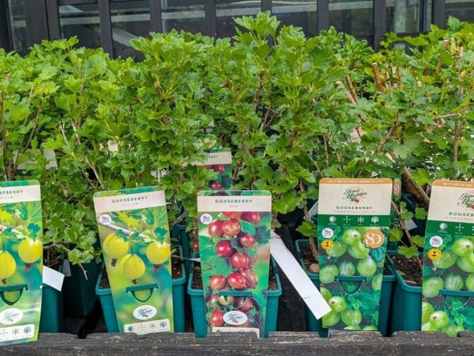 The Joys of Soft Fruit: Nature’s Sweetest Harvest