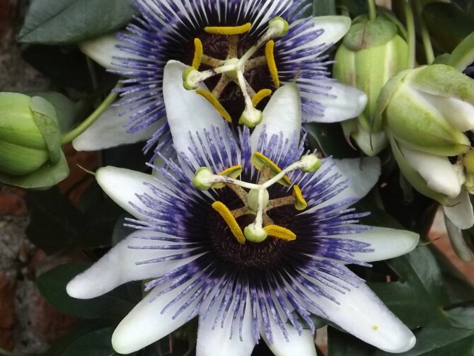 The Magnificent Passion Flower - Queen of the Climbers