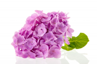 The plant of the month for August is the hydrangea