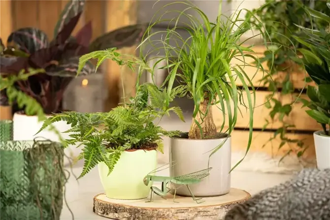 The variety of indoor plants is endless and beautiful