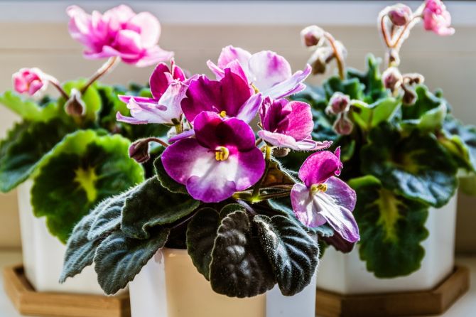 Top 4 beautiful flowering houseplants to grow