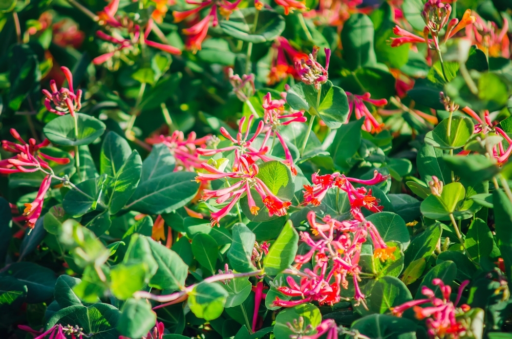 Top 5 best plants for scent Radway Bridge Garden Centre