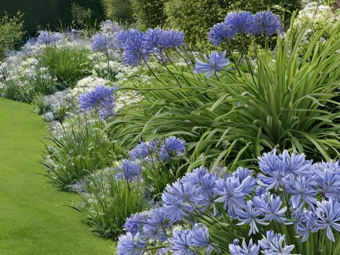 Top 9 Summer Bulbs to Plant Now