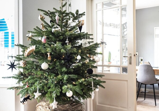 Top tips to keep your Christmas tree thriving
