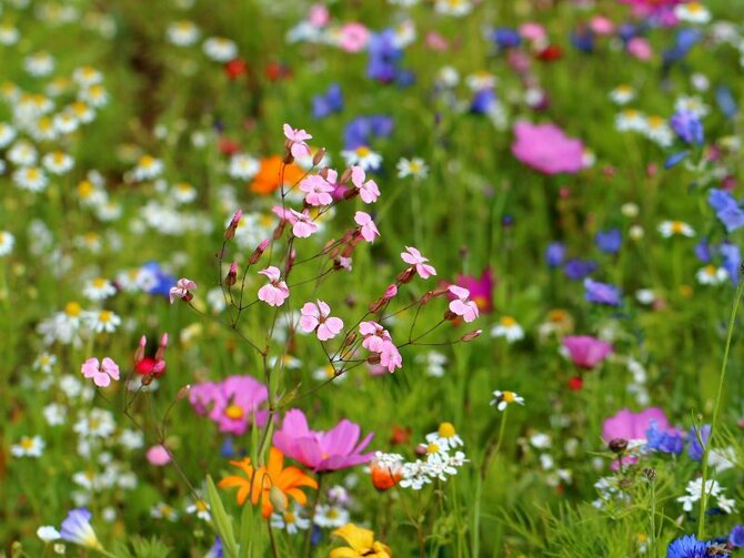 Wildflower Plants - A Headstart for a Natural Garden