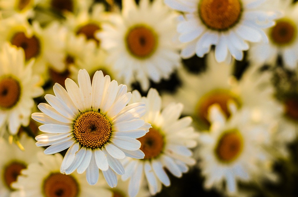 Hereford Flowers