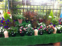 Radway Bridge Garden Centre