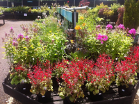 Radway Bridge Garden Centre