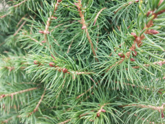 Hereford christmas trees